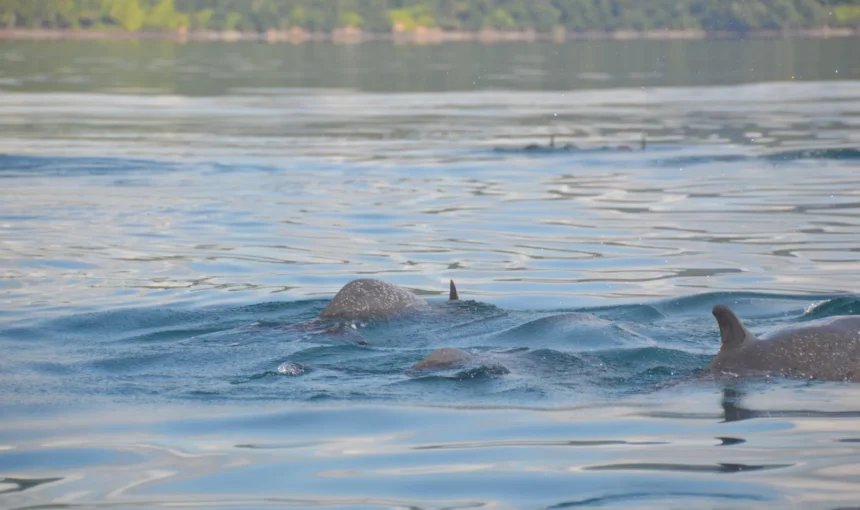 Dolphins of Golfo Dulce: A Marine Symphony in Costa Rica’s Hidden Paradise