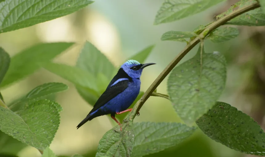 Feathers of the Osa: A Glimpse into the Avian Wonders of the Osa Peninsula