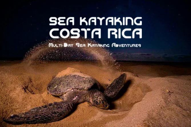 Turtle Nesting: A Magical Event in Costa Rica