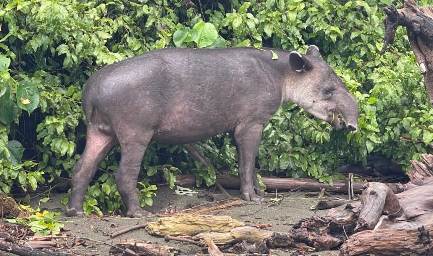 EXPLORE THE WILD HEART OF COSTA RICA – CORCOVADO NATIONAL PARK AWAITS!